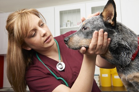 Female Vet Examining Dog In Surgeryの写真素材