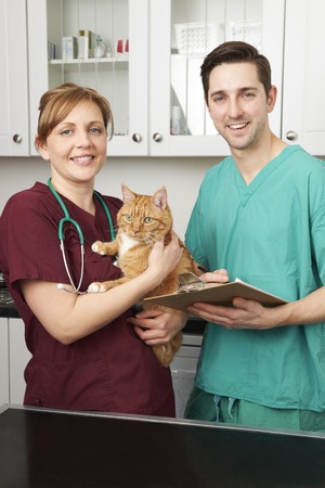 Vets In Surgery Looking After Pet Catの写真素材