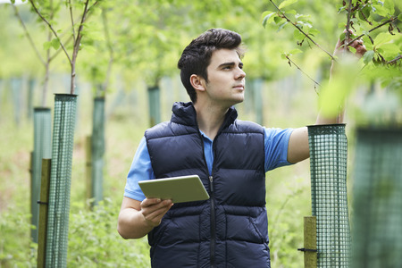 Forestry Worker With Digital Tablet Checking Young Treesの写真素材