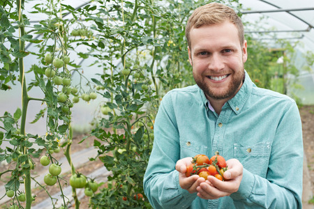 Male Agricultural Worker Checking Tomato Plants In Greenhouseの写真素材