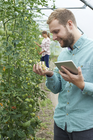 Two Scientists In Greenhouse Researching Tomato Crop Using Digital Tabletの写真素材