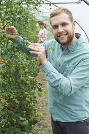 Farmer Checking Tomato Plants In Greenhouseの写真素材