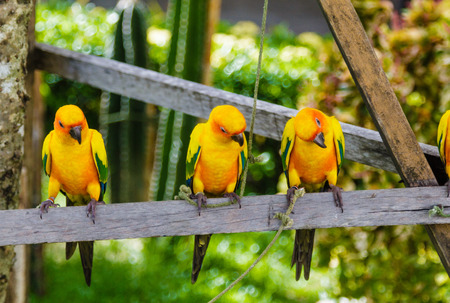 Three yellow parrots
