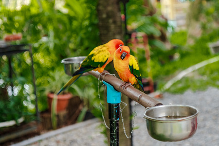 pair of parrots at the nest
