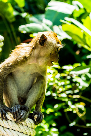 Monkey