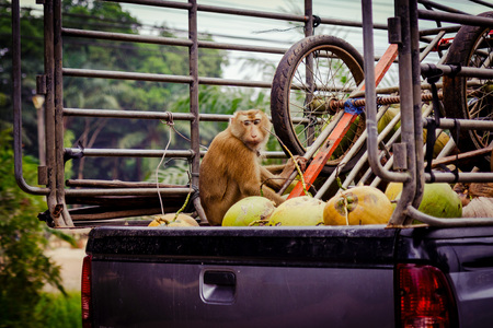 Monkey in the track