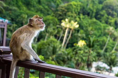 Sitting monkey