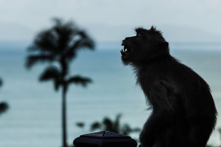 Monkey silhouetteの写真素材