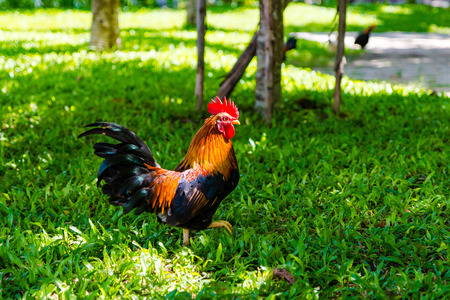 Red rooster on the grass