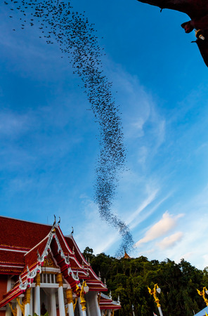 Hundred Million Bats at Wat Khao Chong Pran, Ratchaburi Thailandの写真素材