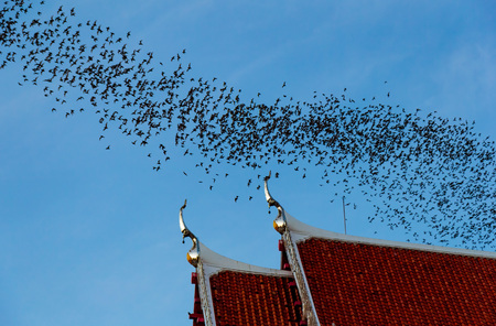 Hundred Million Bats at Wat Khao Chong Pran, Ratchaburi Thailand