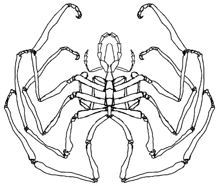 Spider, hand drawn, black and whiteのイラスト素材