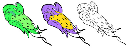 Exotic fruit drawing , colored and black and white versionsのイラスト素材