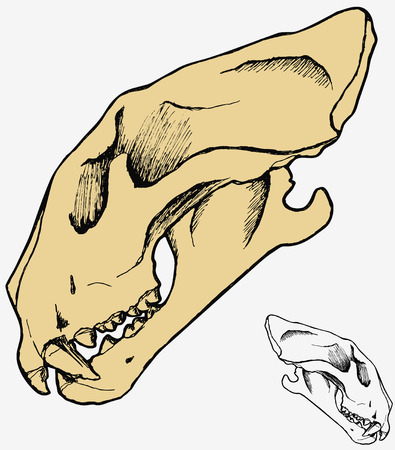 Hand draw tiger skull side view, vectorのイラスト素材