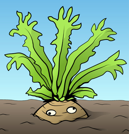 Root vegetable strange arms funny cartoon color drawing, vector illustration, horizontalのイラスト素材