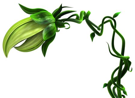 Plant biting vine growing mouth closed, 3d illustration, horizontal, isolated, over whiteの写真素材