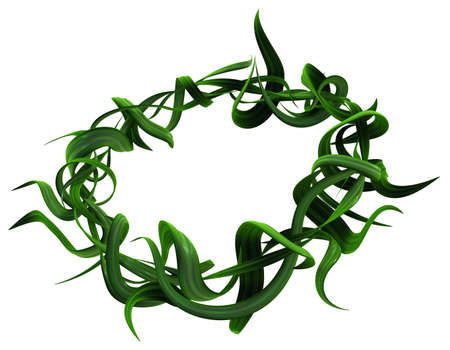 Plant vines green twisted leaf ring, 3d illustration, horizontal, isolated, over whiteの写真素材