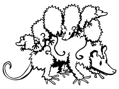 Possum family mother carrying babies on her back cartoon line drawing, vector, horizontal, black and white, isolatedのイラスト素材