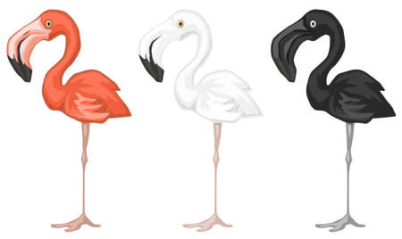 Flamingo bird standing pink, black and white color cartoon design element, isolated vector, horizontalのイラスト素材