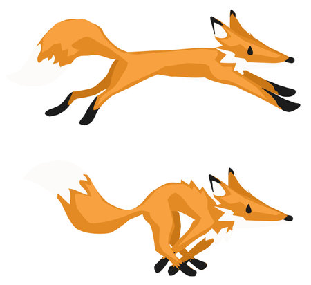 Fox running long stretch jump two movement poses cartoon design element, isolated vector, horizontalのイラスト素材
