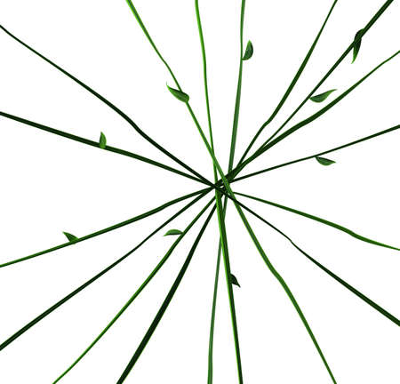Plant vines green growing straight crossing focus, 3d illustration, horizontal, isolated, over whiteの写真素材