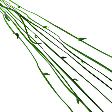 Plant vines green growing straight rays, 3d illustration, horizontal, isolated, over whiteの写真素材