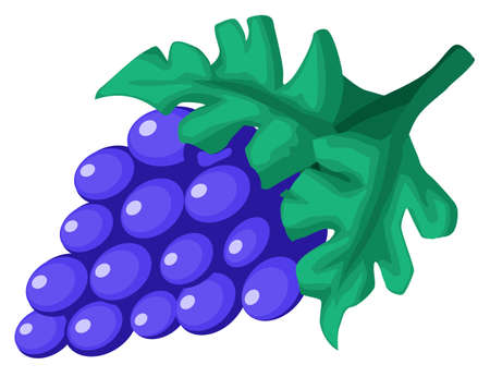 Grapes fruit purple cartoon color vector illustration, horizontal, over white, isolatedのイラスト素材