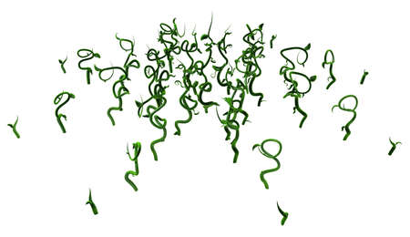 Plant vines green growing twisting young growth area, 3d illustration, horizontal, isolated, over whiteの写真素材