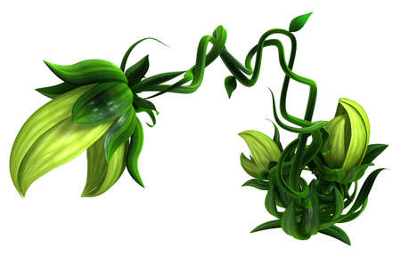 Plant growing green biting budding cluster, 3d illustration, horizontal, isolated, over whiteの写真素材