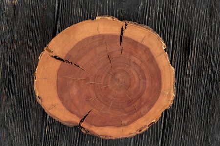 Top view on round cut of tree on the dark wooden background, horizontal format
