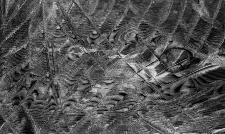 Top view on unusual abstract black and white wooden bark texture background pattern, horizontal...