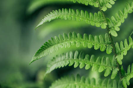Closeup macro green leaves branch of fern nature, horizontalの写真素材