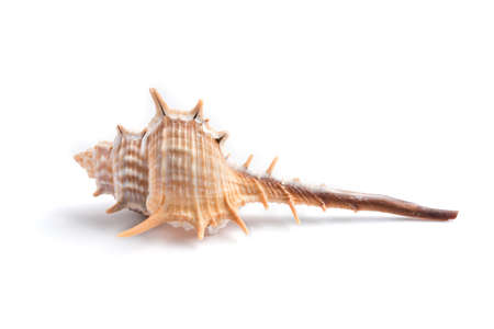 Isolated thorn conch seashel on the white background