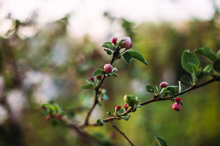 Closeup on apricot blossom selective focus blurry background, horizontalの写真素材