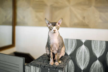 Sphynx cat sitting on a grey mat with a blurry backgroundの写真素材