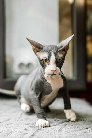 Unhappy black and white sphynx cat sitting on the matの写真素材
