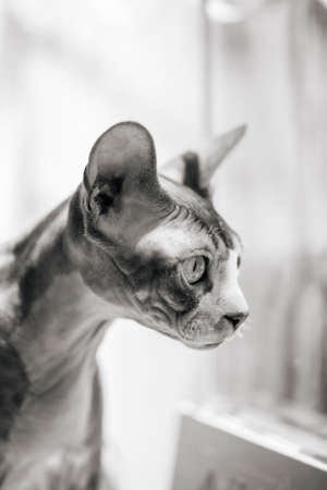 Colorless portrait of a sphynx cat looking through the window with a blurry background
