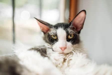 Closeup on curly black and white cornish rex cat looking in the cameraの写真素材
