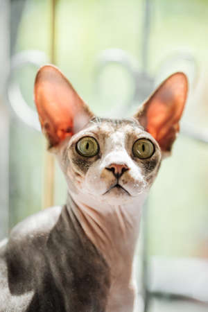 Portrait of a sphynx cat looking surprised with a blurry backgroundの写真素材