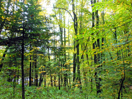 Dense green woodland and leaf-covered hiking path in Plitvice Lakes National Park, Croatia, capturing the natural beauty and serenity of an autumn forest.の写真素材