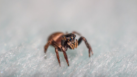 Tiny jumping spider closeupの写真素材