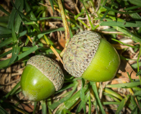Two green acorns lying on grass in gardenの写真素材