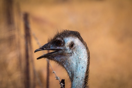 Emu head closeup shot looking over wire fenceの写真素材