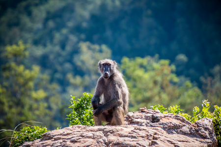 Chacma baboon sitting on a rockの写真素材