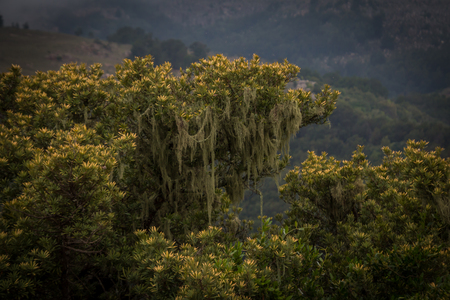 Old mans beard moss hanging from a green bushの写真素材
