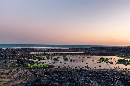 Jeju island seascape morning view. Seaweed laying on top of volcano rocks.