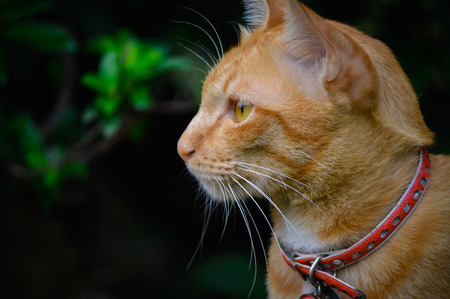 cat and the gardenの写真素材