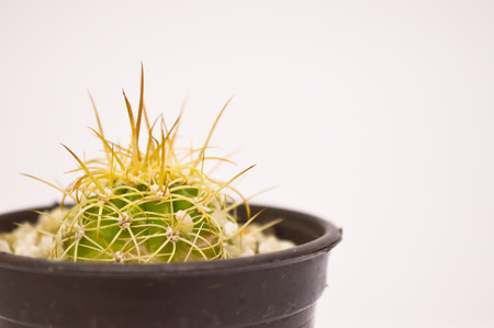close up cactus on grey background