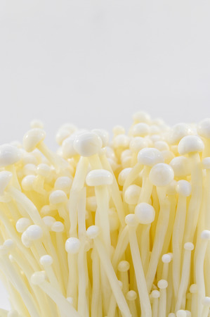 Golden needle mushroom or Enoki mushroomの写真素材