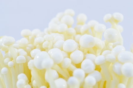 Golden needle mushroom or Enoki mushroomの写真素材